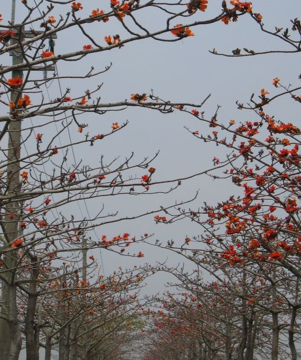 林初埤木棉花道